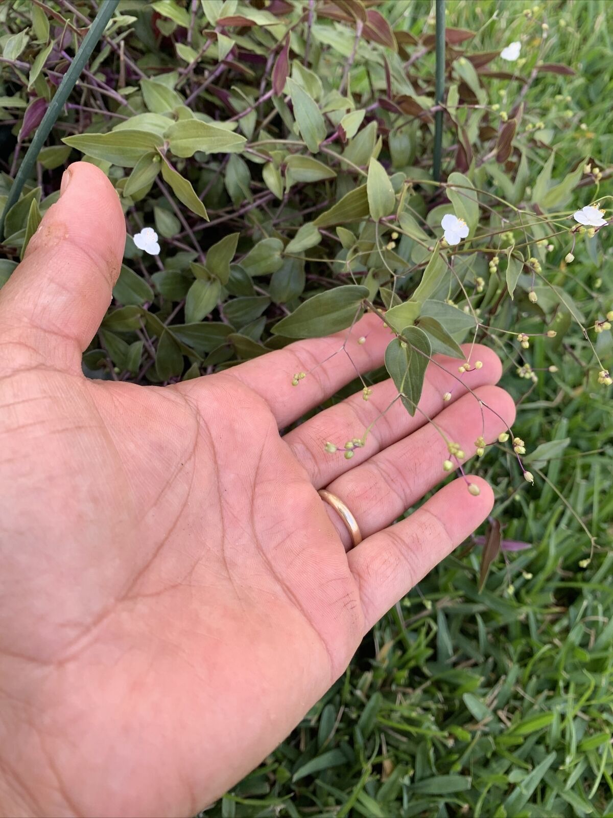 FREE SHIPPING 10 CUTTINGS WANDERING JEW TAHITIAN BRIDAL VEIL LIVE PLANT