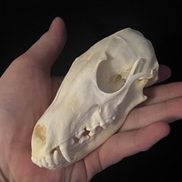 Fox Skull - Thumbnail 1