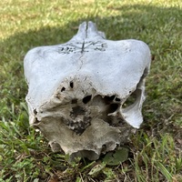 Vegvisir Cow Skull - Thumbnail 2