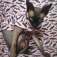 Laszlo Says Bat! Yeezus - Thumbnail 1