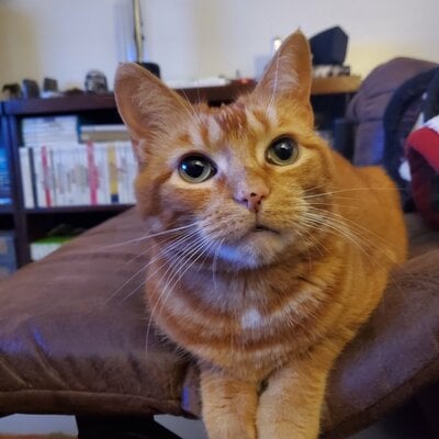 Taco portrait 