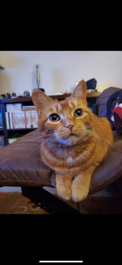Taco portrait 
