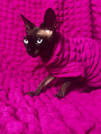 Loveless Pink - Catbumps
